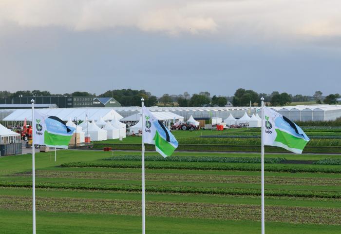 Feld mit Reihen von Pflanzen und mehreren weißen Zelten im Hintergrund bei bewölktem Himmel während der Bejo Open Days 2025