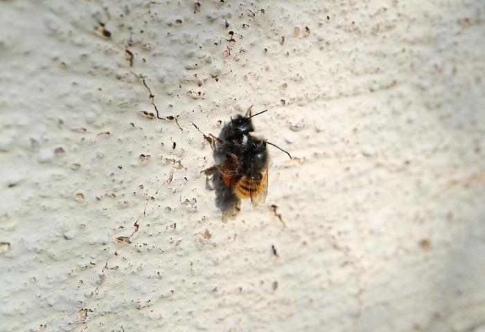 Nahaufnahme von zwei gehörnten Mauerbienen, die an einer rauen, hellen Wand sitzen