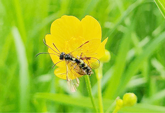 Schwarze Wespe mit durchsichtigen Flügeln sitzt auf gelber Blüte vor grünem Hintergrund