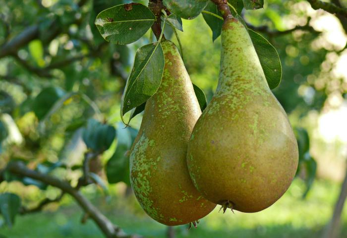 Zwei grünlich-braune Birnen hängen an einem Ast mit grünen Blättern