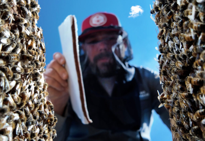 Brandon Hopkins legt neu entwickeltes Bienenfutter in einen Bienenstock, umgeben von vielen Bienen