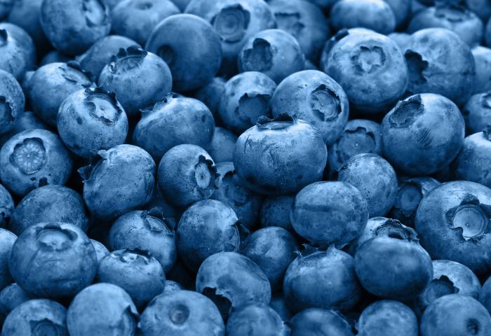 viele Heidelbeeren