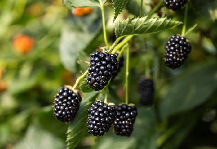 Reife schwarze Brombeeren hängen an einem Zweig mit grünen Blättern