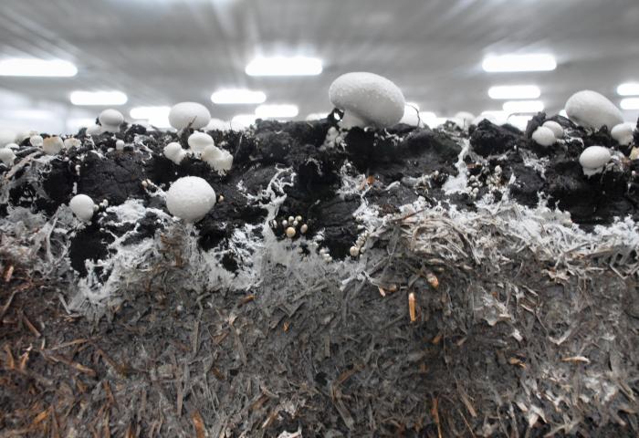 Weiße Champignon-Pilze wachsen auf dunklem Substrat in einer Pilzzuchtanlage