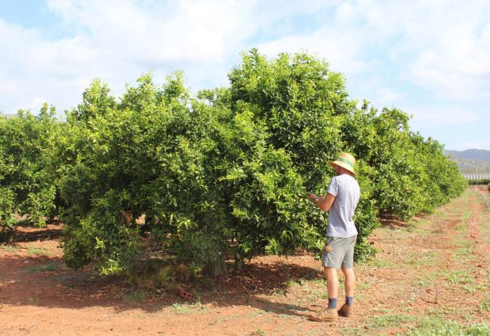 Mann steht in Citrusplantage