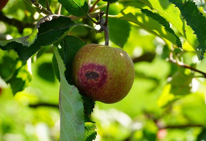 Apfel mit Sonnenbrand