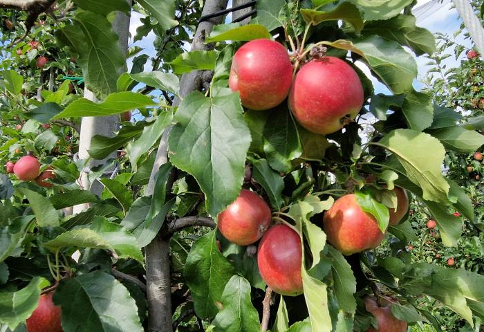 rote Äpfel am Baum