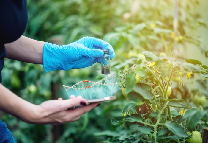 Person hält Glasröhrchen mit Pflanzenmaterial und ein Tablet mit DNA-Daten neben Tomatenpflanzen