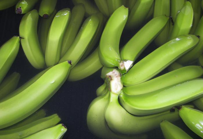 Grüne Bananen, frisch geerntet und in Wasser getaucht zur Verpackung