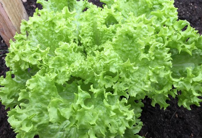 Grüner, krauser Endiviensalat mit gewellten Blättern, wächst in dunkler Erde