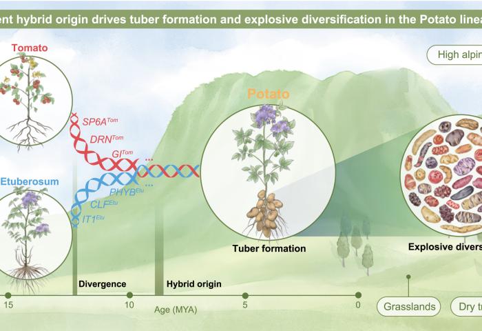 Diagramm zeigt die Entwicklung von Tomate und Kartoffel mit Hybridursprung, der zur Knollenbildung und Diversifikation in der Kartoffellinie führt, dargestellt entlang eines Höhenprofils der Anden und verschiedener Vegetationszonen.