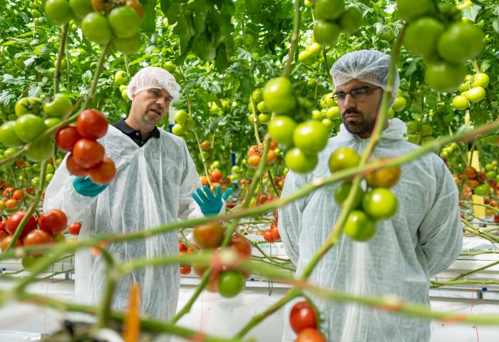 Zwei Personen in weißen Schutzanzügen und blauen Handschuhen stehen zwischen grüne und rote Tomaten in einem Gewächshaus