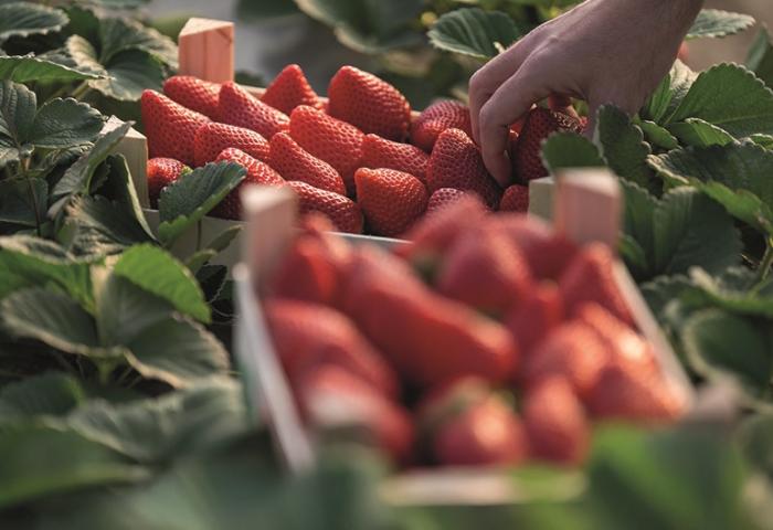 Hand pflückt reife Erdbeeren und legt sie in einen Korb zwischen Erdbeerpflanzen