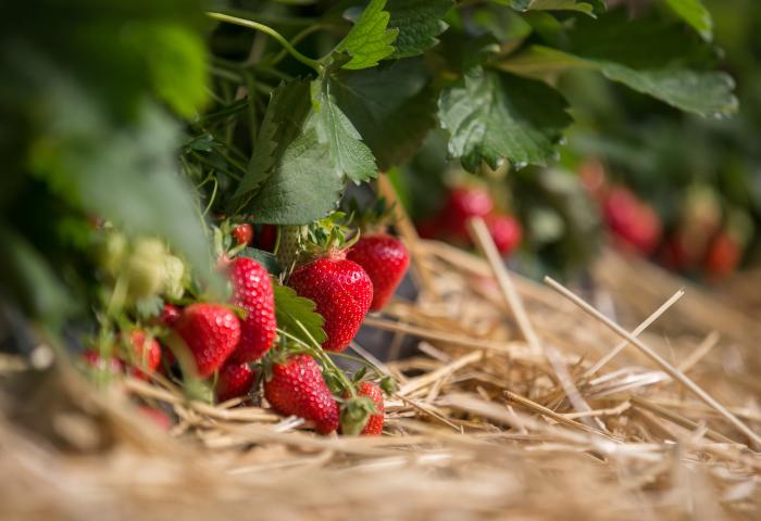 Reife rote Erdbeeren hängen an Pflanzen über Stroh auf einem Erdbeerfeld