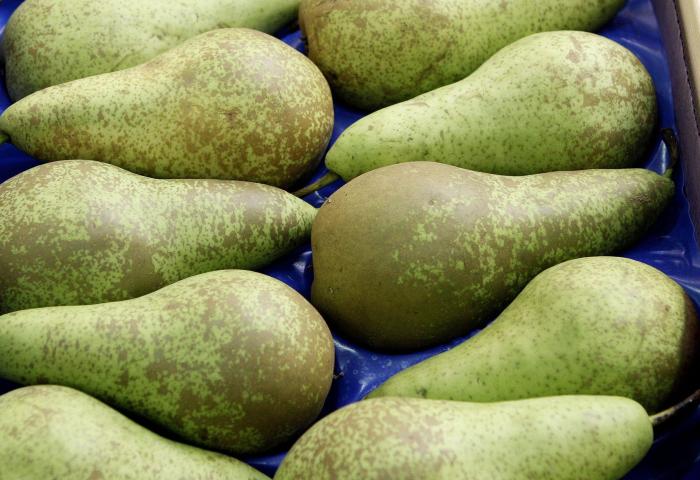 Mehrere grüne Birnen mit braunen Sprenkeln liegen dicht nebeneinander auf blauem Untergrund