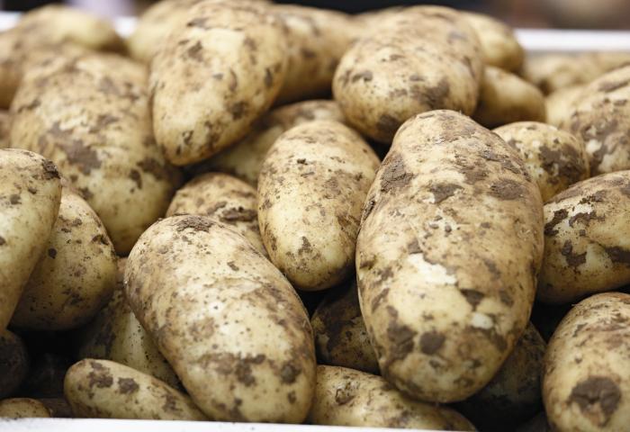Frische, ungewaschene Kartoffeln mit Erde auf der Schale