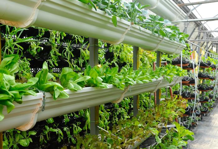 Vertikale Anordnung von grünen Salatpflanzen in einem Gewächshaus mit Bewässerungssystem