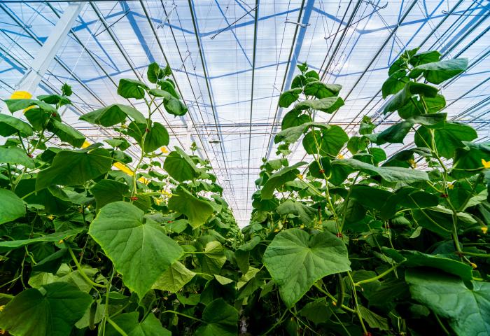 Blick auf grüne Gurkenpflanzen mit gelben Blüten in einem großen Gewächshaus mit Glasdach