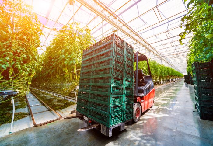 Gabelstapler transportiert grüne Kunststoffkisten in einem Gewächshaus mit Tomatenpflanzen