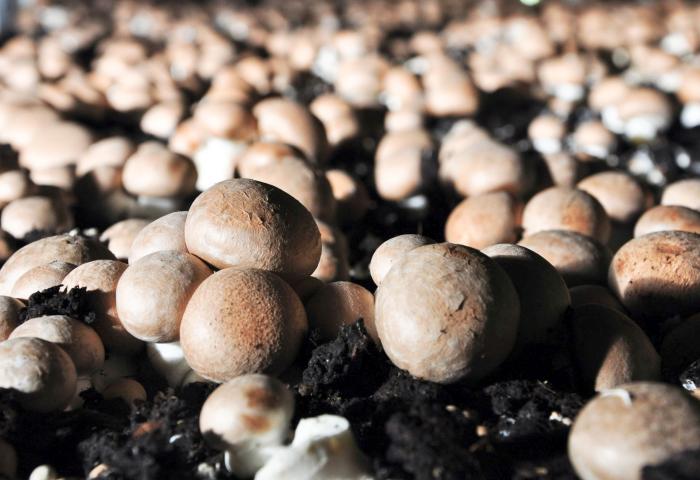 Braune Champignongs auf Anbausubstrat