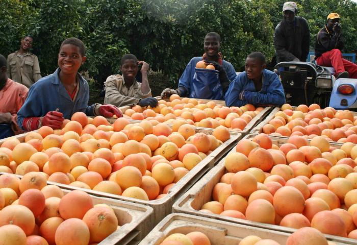 Mehrere Arbeiter sortieren Grapefruits in großen Kisten während der Ernte auf einer Plantage