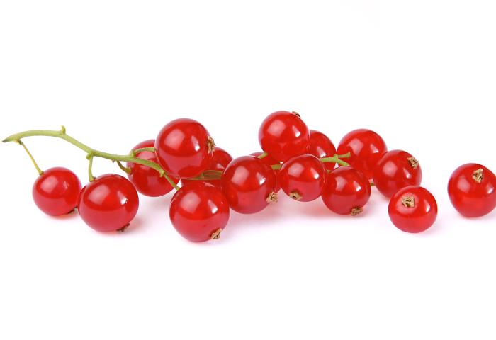 Rote Johannisbeeren an einem grünen Stiel auf weißem Hintergrund