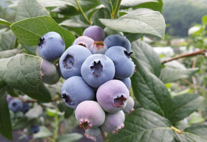Heidelbeeren am Strauch