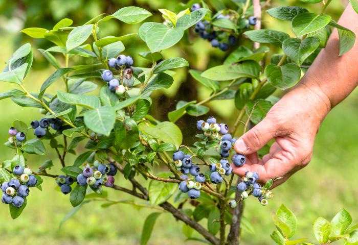 Hand erntet reife Heidelbeeren an einem Strauch mit grünen Blättern