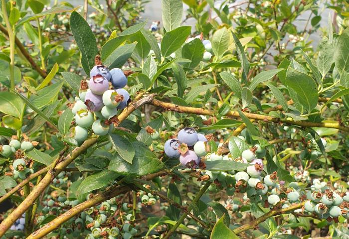 Heidelbeersträucher mit reifen und unreifen Heidelbeeren in verschiedenen Blautönen und grünen Blättern