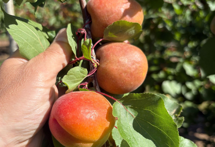 Hand hält einen Zweig mit drei reifen, orange-roten Aprikosen und grünen Blättern an einem Baum