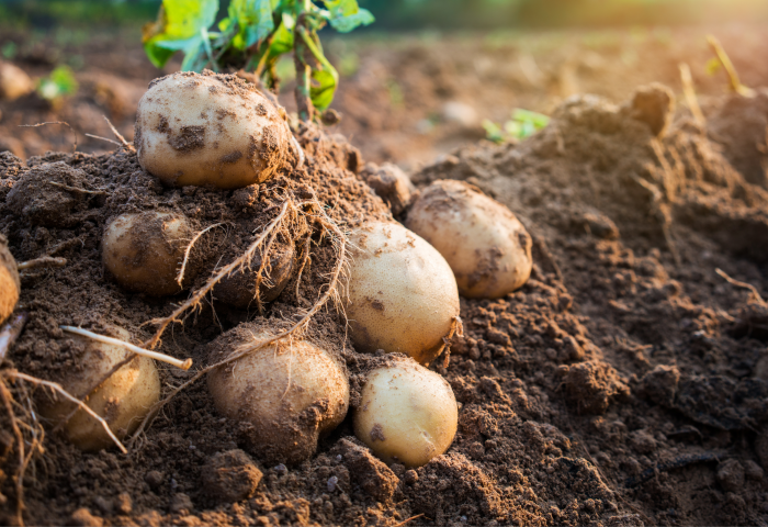Mehrere frisch geerntete Kartoffeln mit Erde und Wurzeln liegen auf dem Boden, im Hintergrund grüne Blätter und Sonnenlicht