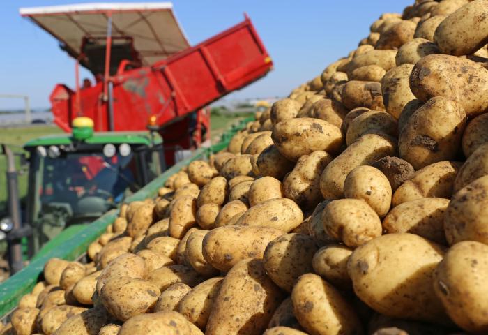 Frisch geerntete Kartoffeln auf einem Förderband während der Ernte mit rotem Erntemaschine im Hintergrund
