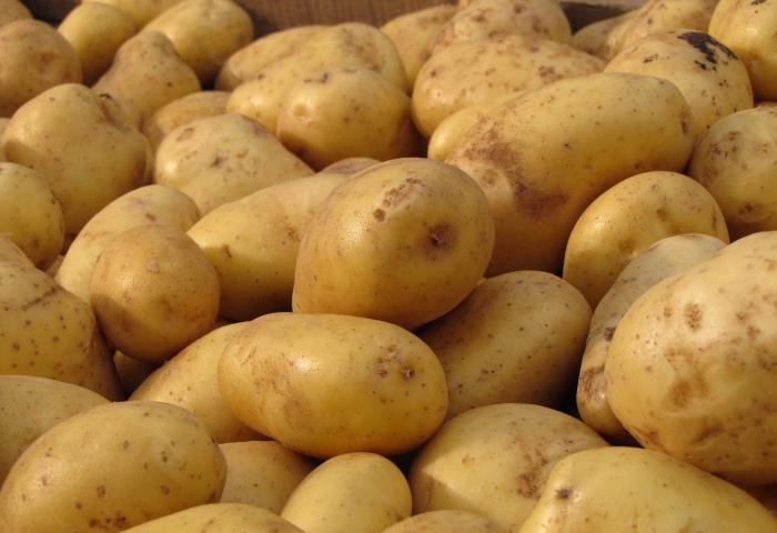ein großer Berg Kartoffeln