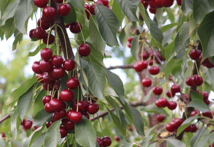 Kirschbaum mit reifen Kirschen, die an den Zweigen hängen.