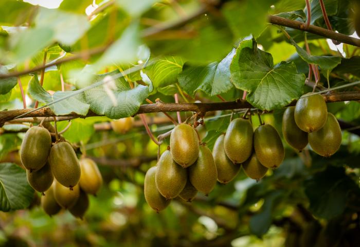 Mehrere Kiwis hängen an einem Zweig mit grünen Blättern