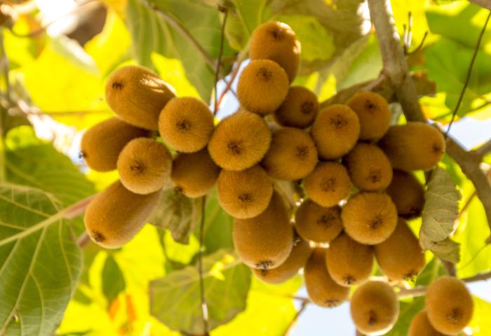 Reife Kiwis hängen in einer großen Gruppe an einem Ast mit grünen Blättern