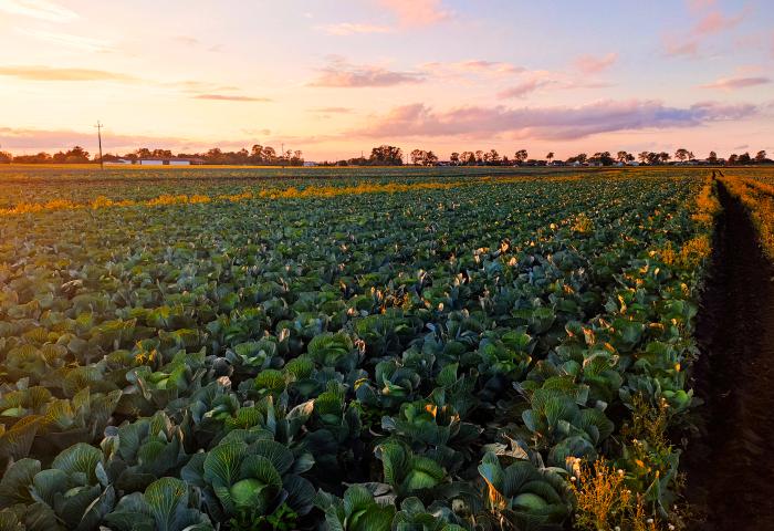 Großes Feld mit Kohlanbau bei Sonnenuntergang, Reihen von grünen Kohlpflanzen unter leicht bewölktem Himmel