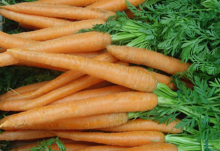 Mehrere orangefarbene Karotten mit grünen Blättern, eng neben- und übereinander