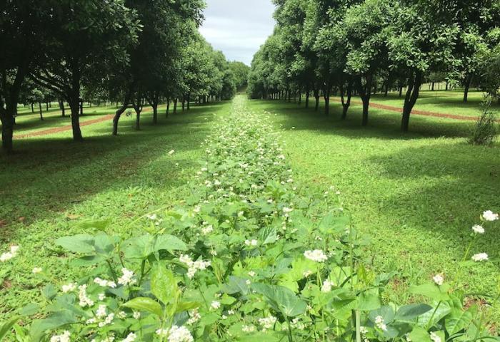 Macadamia-Plantage mit Reihen von Bäumen und blühenden Pflanzen dazwischen unter bewölktem Himmel