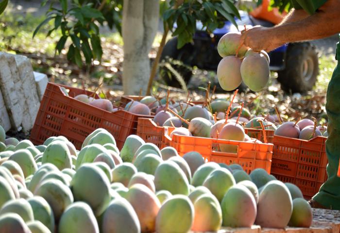 Person erntet reife Mangos und legt sie in Kunststoffkisten