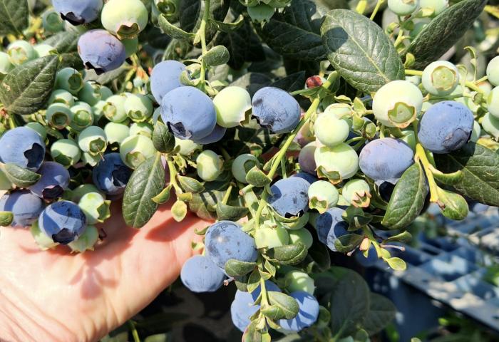 Hand hält Zweig mit reifen und unreifen Heidelbeeren und grünen Blättern