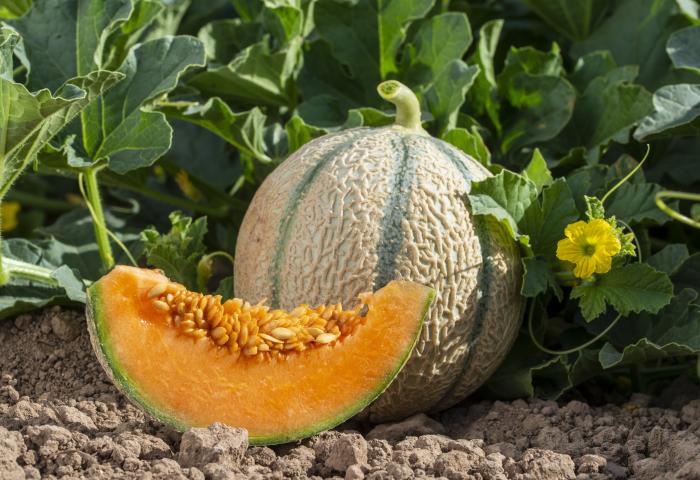 Ein Stück Cantaloupe-Melone mit orangefarbenem Fruchtfleisch und Samen vor einer ganzen Melone und grünen Blättern mit gelber Blüte auf Erde