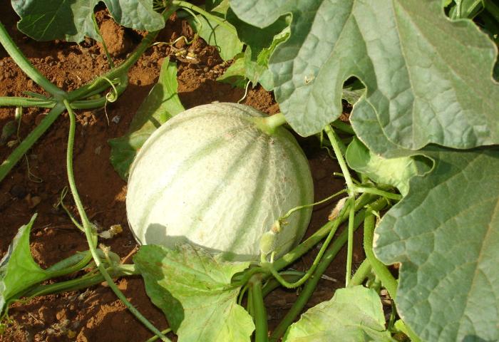 Reife Melone wächst am Boden zwischen grünen Blättern und Stängeln auf brauner Erde