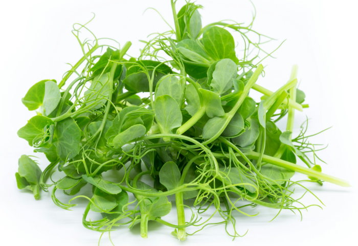 Microgreens auf weißem Hintergrund