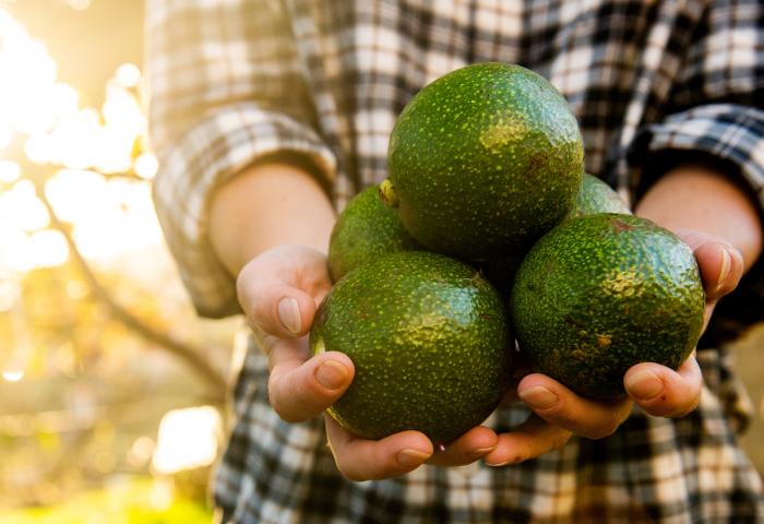 Hände halten Avocados