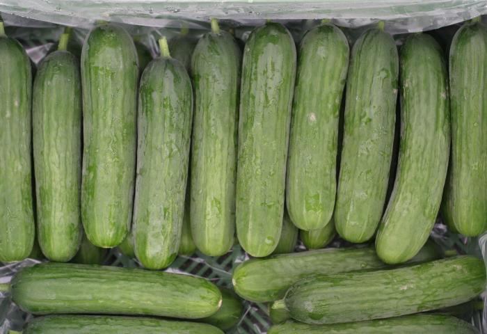 Mehrere grüne Minigurken liegen nebeneinander in einer Kiste