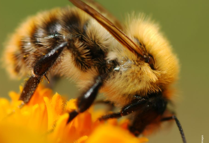 Nahaufnahme einer Wildbiene mit gelb-schwarzem gestreiftem Körper auf einer orangefarbenen Blüte