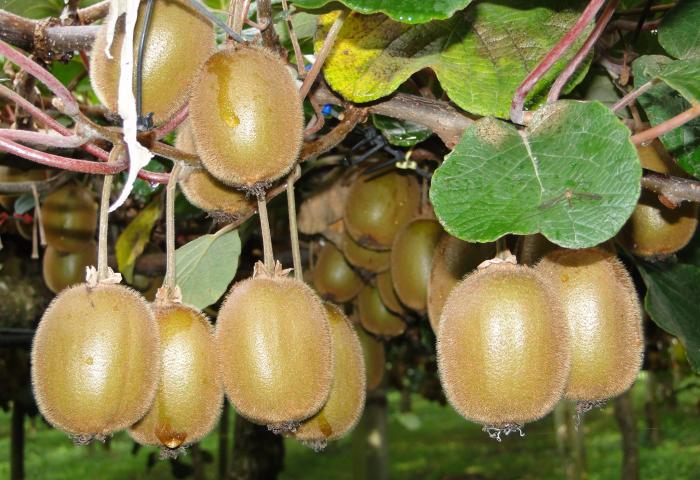 Reife Kiwifrüchte hängen an Zweigen mit grünen Blättern