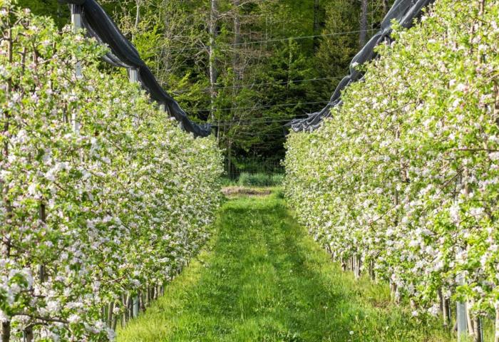 Zwei Reihen blühender Apfelbäume mit weißen und rosa Blüten in einem Obstgarten