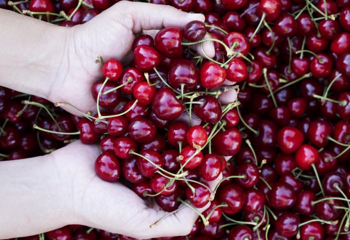 Zwei Hände halten eine große Menge frischer, roter Kirschen mit Stielen